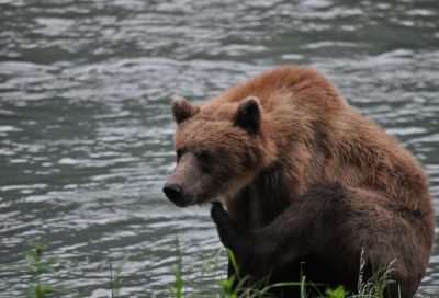 Bears often visit the Chilkoot River in hopes of snagging a salmon